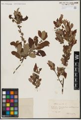 Foto von Salix aurita L.
